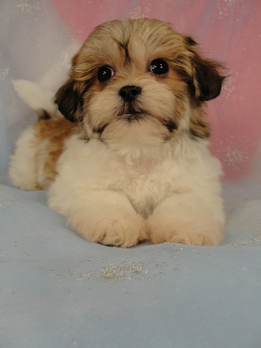 Female Shih tzu bichon puppy for sale #14 Born November 26, 2011 